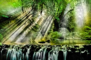 Read more about the article O Reiki não se aprende. Recorda-se.